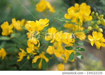 黃色番瀉花盛開的自然美景 | 陽光下黃色花朵盛開的寧靜景象 134122135