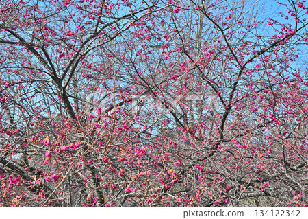 Winter cherry blossoms shining against the blue sky, Shiroyama Park, Okegawa City 134122342