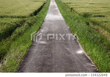 沿著一條穿過麥田的小路行走 134122648