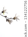White magnolia flowers on a white background, giving a seasonal feel White magnolia flowers on a white background, giving a seasonal feel 134122756