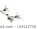 White magnolia flowers on a white background, giving a seasonal feel White magnolia flowers on a white background, giving a seasonal feel 134122758