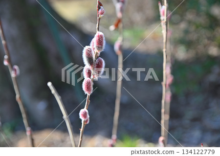 Pink pussy willows at Shiroyama Park in Okegawa City Pink pussy willows at Shiroyama Park in Okegawa City 134122779