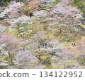 Yoshino Cherry Blossoms 2025 134122952