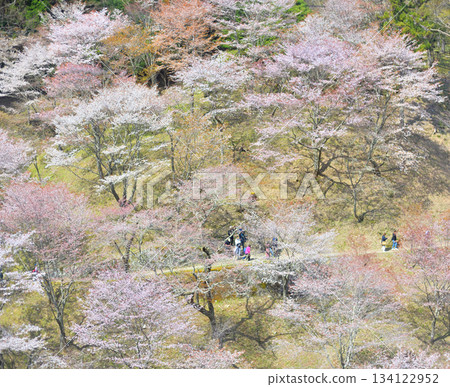 Yoshino Cherry Blossoms 2025 134122952