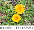 Two dandelion flowers blooming vigorously on the ground Two dandelion flowers blooming vigorously on the ground 134122961