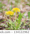 Two dandelion flowers blooming in a barren field in spring Two dandelion flowers blooming in a barren field in spring 134122962