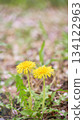 Two dandelion flowers blooming in a barren field in spring Two dandelion flowers blooming in a barren field in spring 134122963