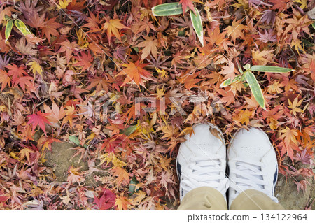 Standing on a carpet of fallen leaves 134122964