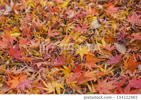 Carpet of fallen autumn leaves 134122965