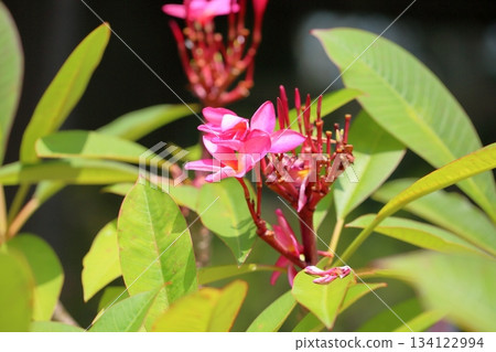 Cute plumeria flower 134122994