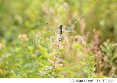 Dragonfly Oniyama Dragonfly Oniyama 134122998