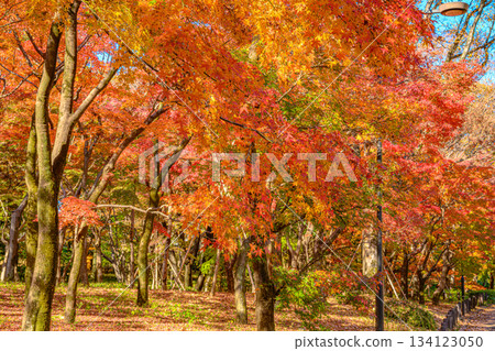 秋葉（北之丸公園） 134123050