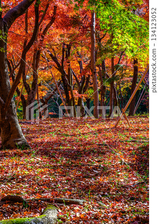 秋葉（北之丸公園） 134123052