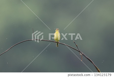 鳴叫的雄性日本叢林鶯 鳴叫的雄性日本叢林鶯 134123179