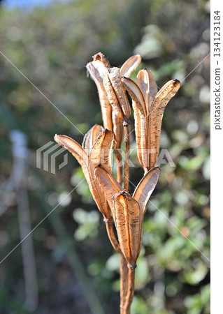 A type of lily, possibly a corpse, Shiroyama Park, Okegawa City 134123184