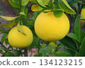 Tosa Buntan (pearl mandarin orange) 134123215