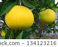 Tosa Buntan (pearl mandarin orange) 134123216