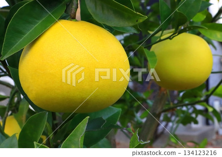 Tosa Buntan (pearl mandarin orange) Tosa Buntan (pearl mandarin orange) 134123216