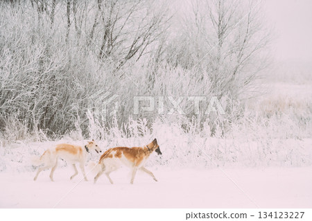Two Russian Wolfhound Hunting Sighthound Russkaya Psovaya Borzaya Dogs During Hare-hunting At Winter Day In Snowy Field 134123227