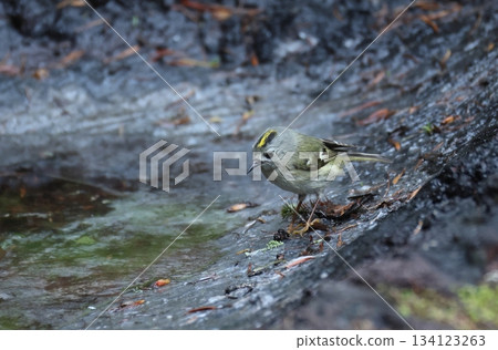 一隻雌性金冠戴菊來到水坑邊 134123263