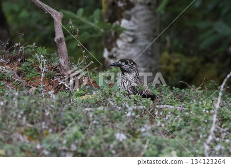 Nutcracker feeding on the ground Nutcracker feeding on the ground 134123264
