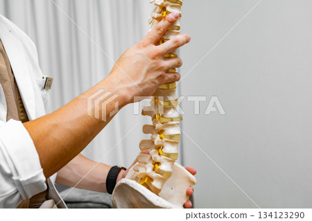 A chiropractor explaining using a skeletal model A chiropractor explaining using a skeletal model 134123290