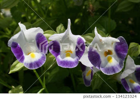 金魚草 金魚草 134123324