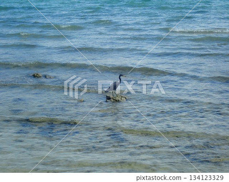 Birds of Ngai Island, Thailand Birds of Ngai Island, Thailand 134123329