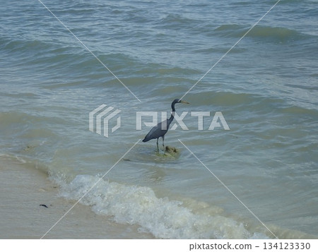 Birds of Ngai Island, Thailand 134123330