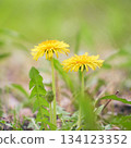 Two dandelion flowers blooming together against a green background, low angle Two dandelion flowers blooming together against a green background, low angle 134123352