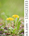 Two dandelion flowers blooming together against a green background, low angle Two dandelion flowers blooming together against a green background, low angle 134123353