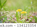 Two dandelion flowers blooming together against a green background, low angle Two dandelion flowers blooming together against a green background, low angle 134123354