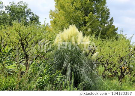 令人心曠神怡的蒲葦花 令人心曠神怡的蒲葦花 134123397