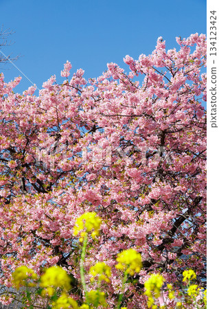 河津櫻花和油菜花在藍天的映襯下盛開 134123424