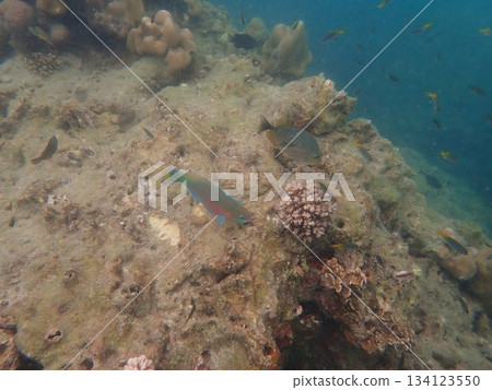 來自泰國奈島的魚 來自泰國奈島的魚 134123550