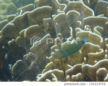 Fish from Ngai Island, Thailand Fish from Ngai Island, Thailand 134123559