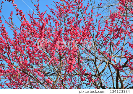 The arrival of early spring: Red plum blossoms in full bloom at Shiroyama Park in Okegawa City The arrival of early spring: Red plum blossoms in full bloom at Shiroyama Park in Okegawa City 134123584