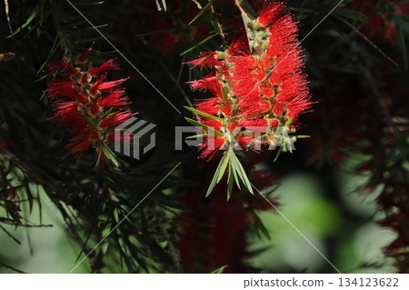 Nature Plants Weeping Bottlebrush: The petals fall off quickly, but the red color of the stamens attracts insects and promotes pollination. Nature Plants Weeping Bottlebrush: The petals fall off quickly, but the red color of the stamens attracts insects and promotes pollination. 134123622