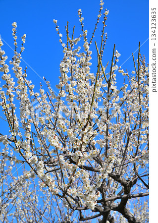 White plum blossoms in full bloom against the blue sky mark the arrival of early spring at Shiroyama Park in Okegawa City 134123635