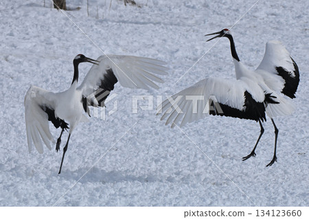 Red-crowned Crane - Crane Dance 134123660