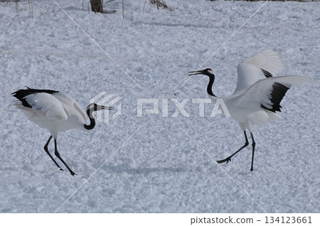 Red-crowned Crane - Crane Dance Red-crowned Crane - Crane Dance 134123661