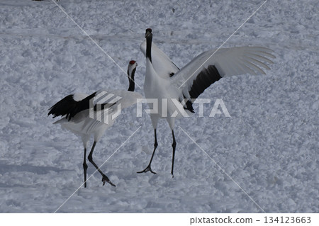 Red-crowned Crane - Crane Dance Red-crowned Crane - Crane Dance 134123663