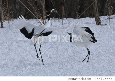 Red-crowned Crane - Crane Dance 134123667