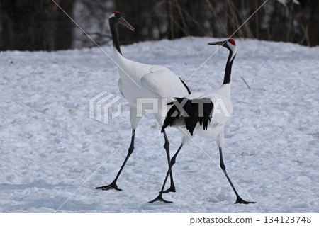 Dandoral cranes Dandoral cranes 134123748