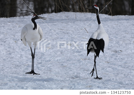 Dandoral cranes Dandoral cranes 134123750