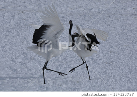 Red-crowned Crane - Crane Dance 134123757