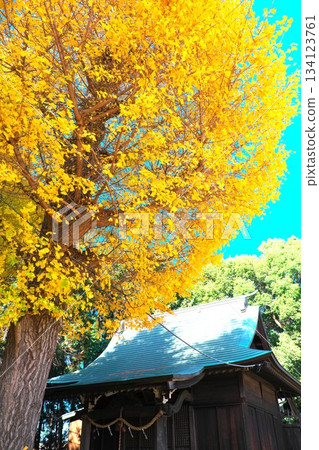 秋日的長後天滿宮－金黃色的銀杏葉 134123761