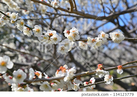 White plum blossoms in full bloom. The arrival of early spring. Shiroyama Park, Okegawa City. 134123779