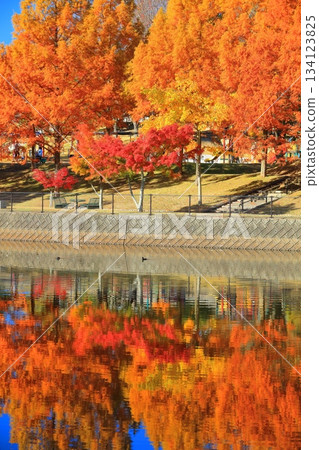 【愛媛郡】富士山健康文化公園的水杉 134123825