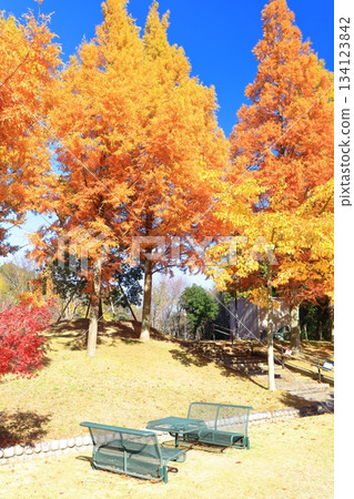 [Ehime Prefecture] Metasequoia at Fujiyama Health and Culture Park 134123842